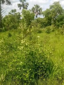 PARCELLE SECURISEE AVEC CERTIFICAT FONCIER