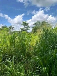 Vente terrain Yamoussoukro