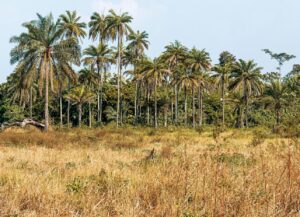 ASSOUINDE RESIDENTIEL 1 HA AVEC ACD