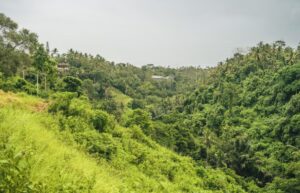 8 HECTARES A KAKOUKRO ( ROUTE D’ASSINIE)